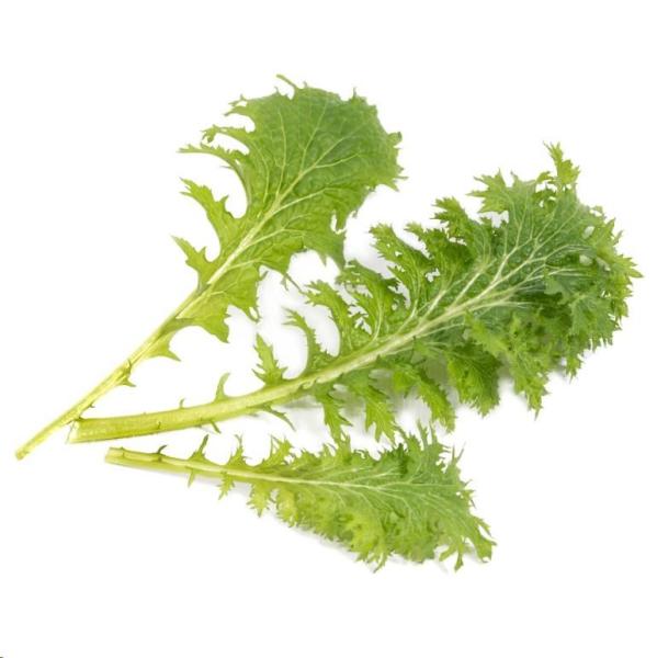 Véritable Lingot Wasabi hořčice listová - BIO1