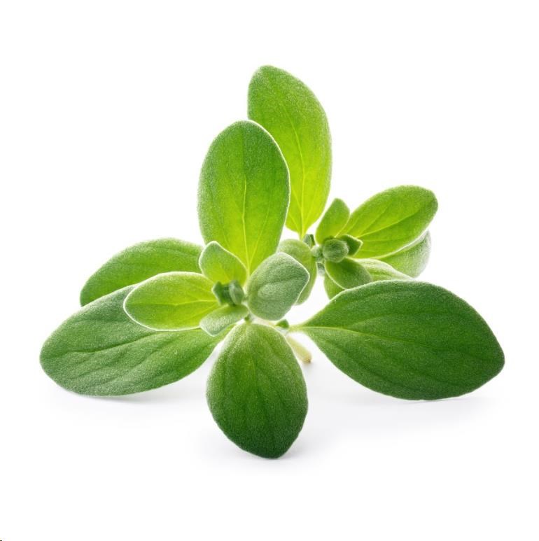 Véritable Lingot Majoránka - BIO1 