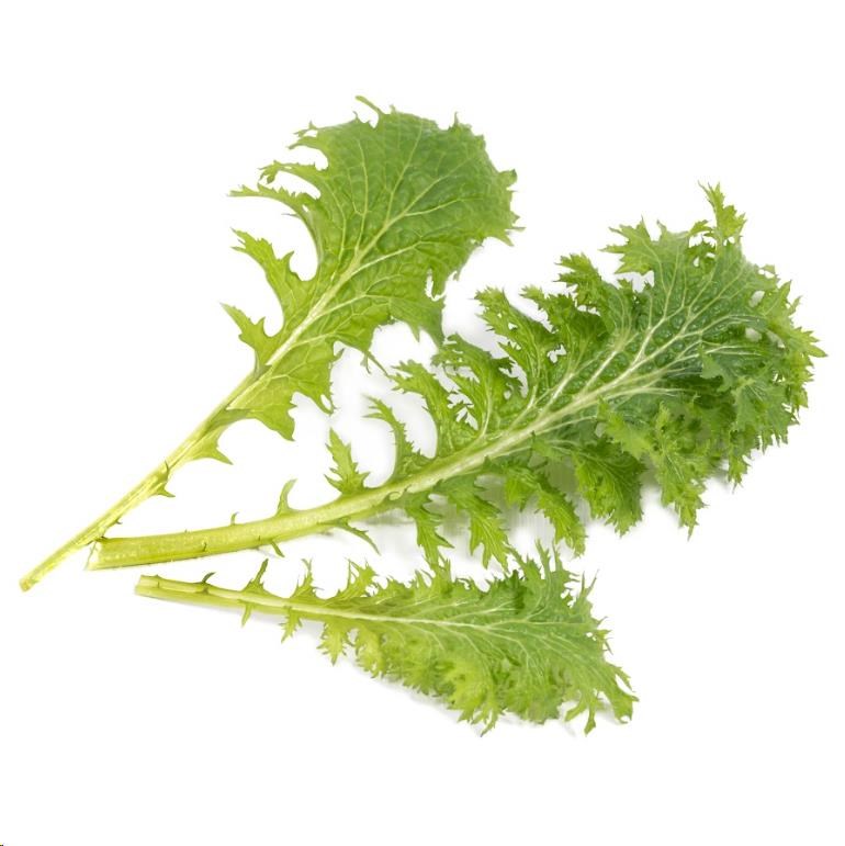 Véritable Lingot Wasabi hořčice listová - BIO1 