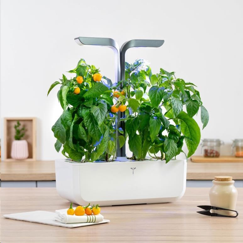 Véritable Lingot Žlutá mini paprika - BIO1 